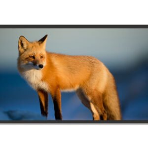 32″ Wall-mounted Digital Signage